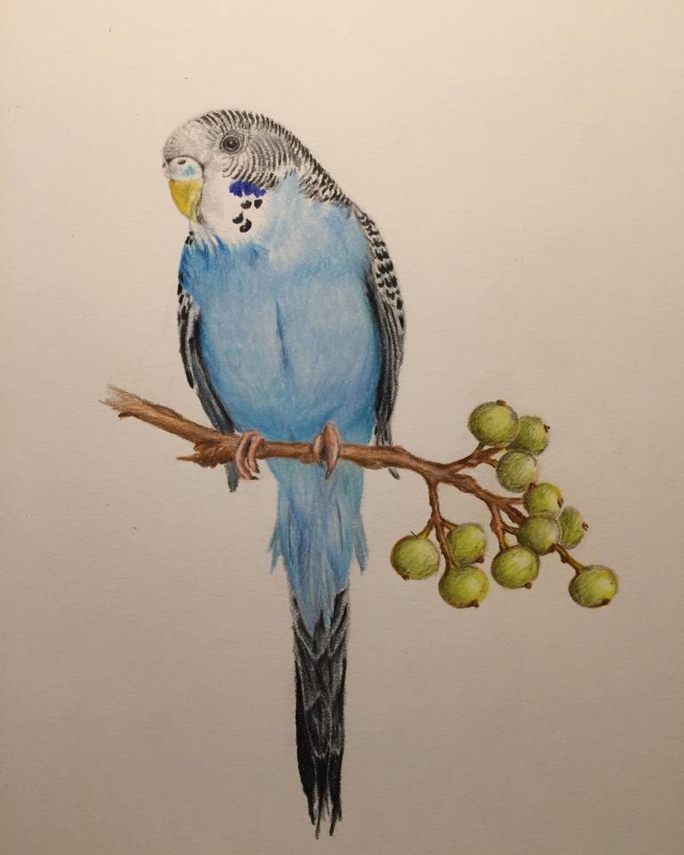 parakeet drawing