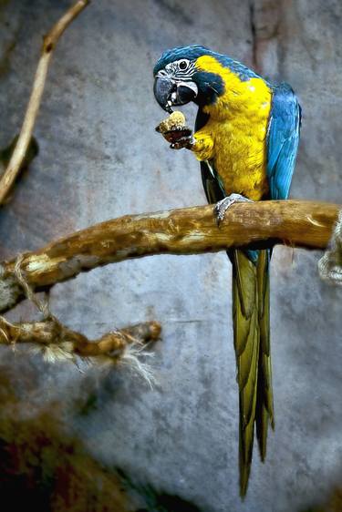 Macaw parrot photo - Limited Edition of 1 thumb