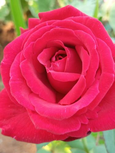Beautiful Rose flower - Limited Edition of 1 thumb