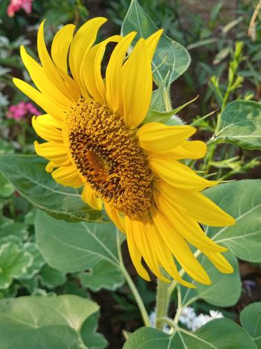 Beautiful Sunflower - Limited Edition of 1 thumb