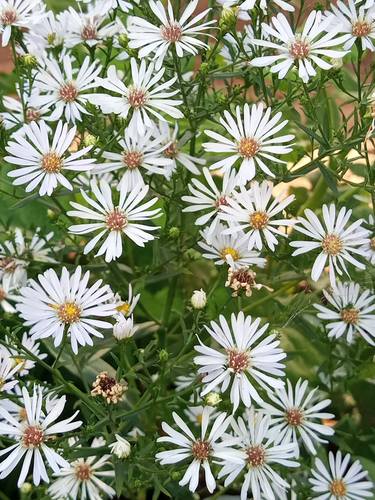 Aster racemosus- Symphyotrichum racemosus flowers - Limited Edition of 1 thumb