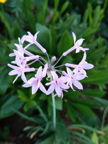 Tulbaghia violacea flowers - Limited Edition of 1 thumb