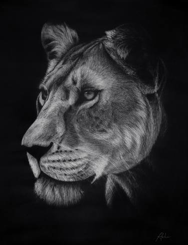 Power and Grace - Lioness Portrait thumb