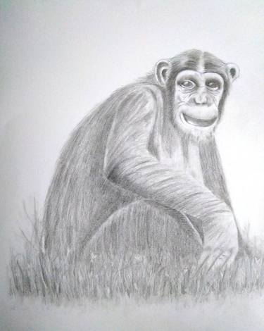 Chimpanzee Having a Rest - Original Pencil thumb