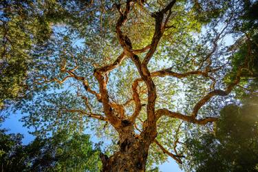 Original Documentary Tree Photography by David ST Loh