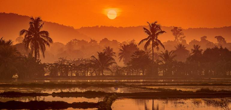 Sunrise over Paddy Field in Malaysia 3/5 - Limited Edition of 5