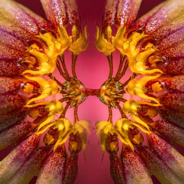 Original Abstract Botanic Photography by David ST Loh