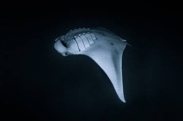 Portrait of a Manta Ray V 25/25 - Limited Edition of 25 thumb