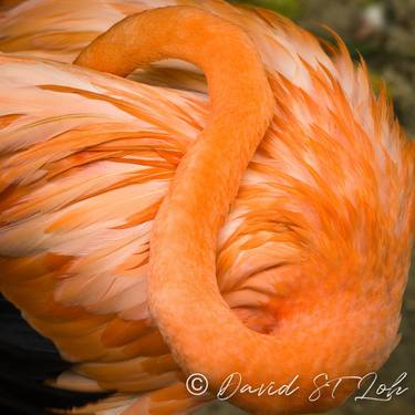Orange Flamingo thumb