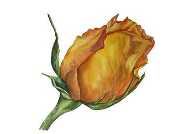 rose bud, botanical watercolor yellow flower thumb