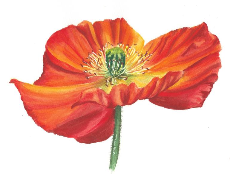 poppy flower, botanical watercolor Painting by Daria Ceppelli | Saatchi Art