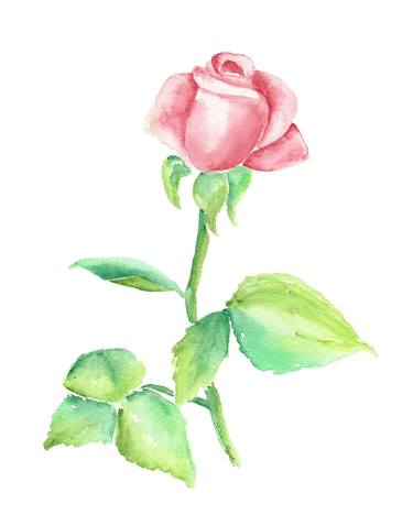 rose flower, rosebud study 3 thumb