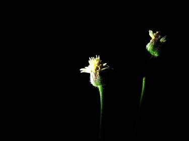 Print of Floral Photography by Akmal Senja