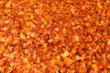 Autumn in Salisbury thumb