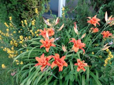 Day Lily 01 thumb