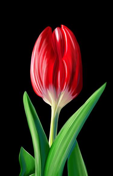 Digital drawing of a red tulip. thumb