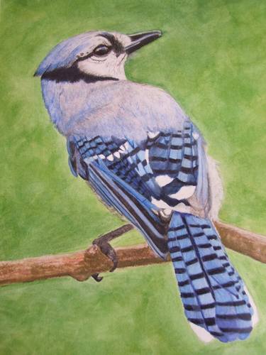 Blue Jay Drawing By Helen Saunders Saatchi Art