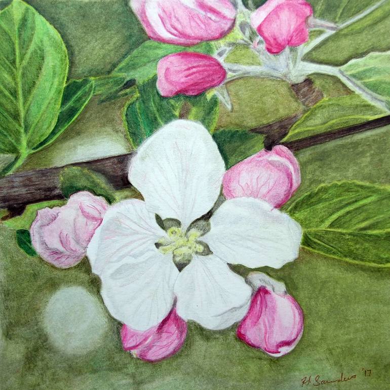 Apple Blossom Drawing by Helen Saunders Saatchi Art