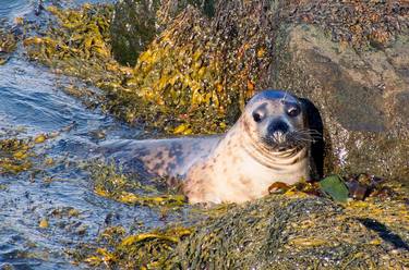 Print of Realism Animal Photography by Debra Angel