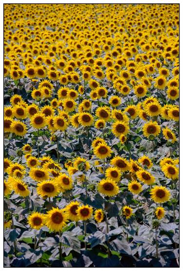 Field of sunflowers - Limited Edition of 10 thumb