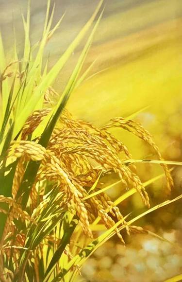 REALISM RICE OIL PAINTING:HARVEST T207 thumb