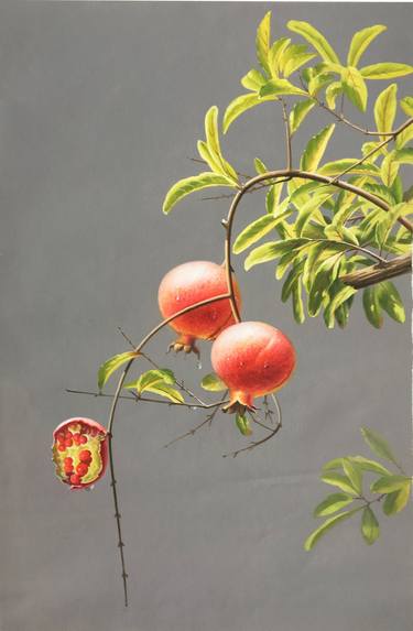 STILL LIFE:POMEGRANATES ON THE TREES t179 thumb