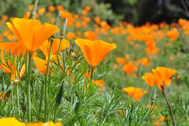 Print of Floral Photography by Rohini Bhamidipati