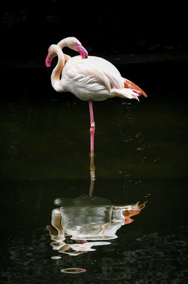 Original Surrealism Animal Photography by Sergio Capuzzimati