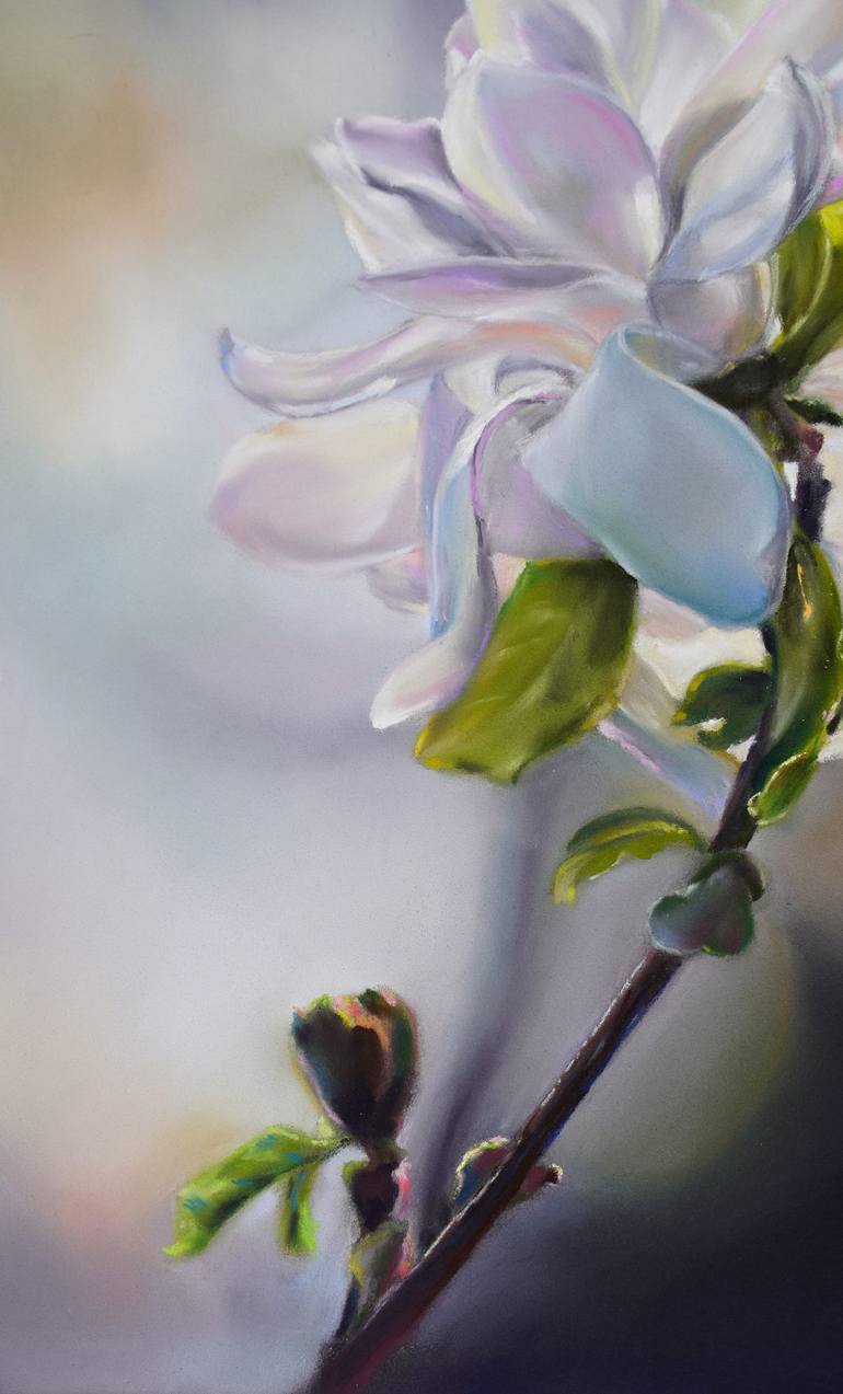 Magnolia in bloom. Pastel drawing Drawing by Olga Orlova | Saatchi Art