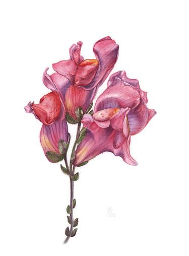 Print of Figurative Botanic Paintings by Yuliia Moiseieva