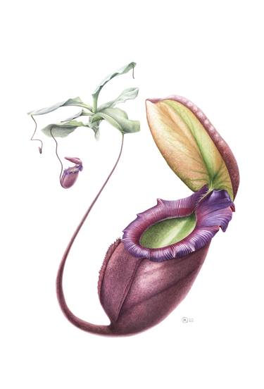 Print of Botanic Paintings by Yuliia Moiseieva