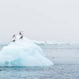 Collection Animals & Birds in Iceland