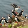 Collection Animals & Birds in Iceland