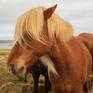 Collection Animals & Birds in Iceland
