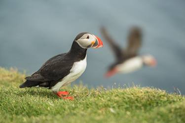 Original Contemporary Animal Photography by Luigi Morbidelli