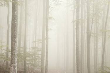 Trees in the forest in a foggy day, Mount Amiata, Tuscany, Italy thumb