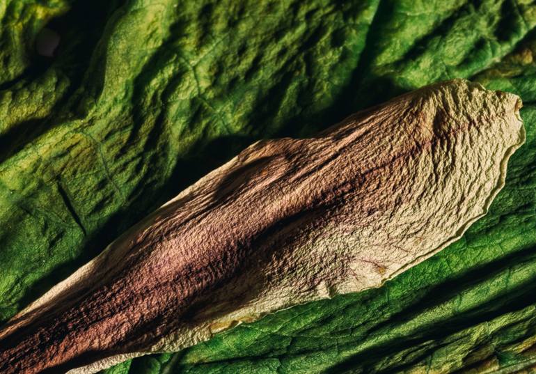 Original Realism Nature Photography by Christian Vanderweyen