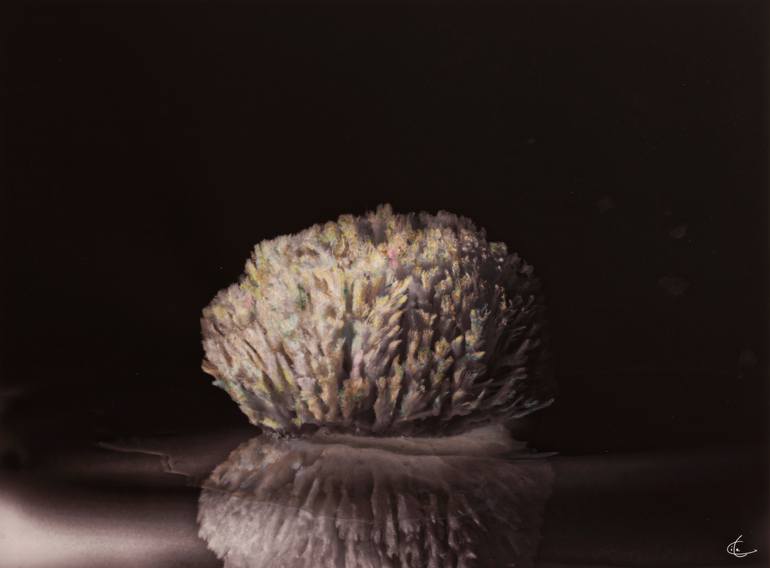 Original Surrealism Nature Photography by Christian Vanderweyen