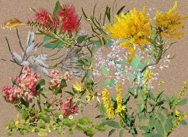 Original Realism Botanic Collage by Sally Maltby
