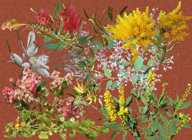 Original Realism Botanic Collage by Sally Maltby