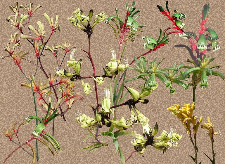 Original Botanic Collage by Sally Maltby