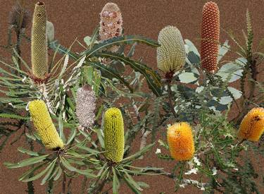 Some Banksia thumb