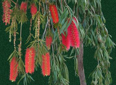 Original Botanic Collage by Sally Maltby