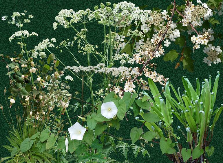 Original Conceptual Botanic Collage by Sally Maltby