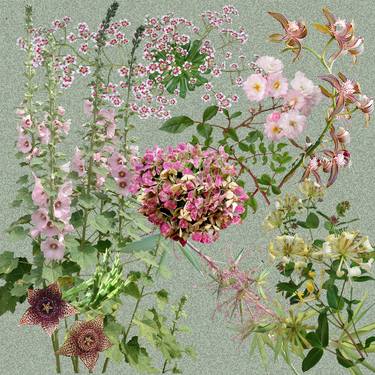 Original Digital Art Botanic Collage by Sally Maltby