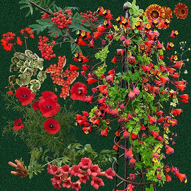 Original Botanic Collage by Sally Maltby