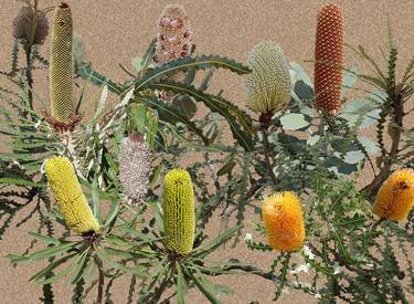 Original Botanic Collage by Sally Maltby