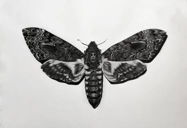 Print of Nature Drawings by Lena Med