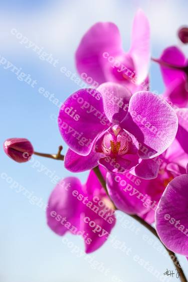 Original Fine Art Floral Photography by Estandislau Ferraz