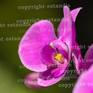 Collection Orchid